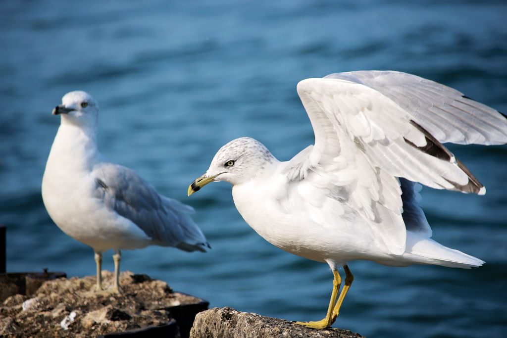 Essaouira Maroc - Ciel Oiseau